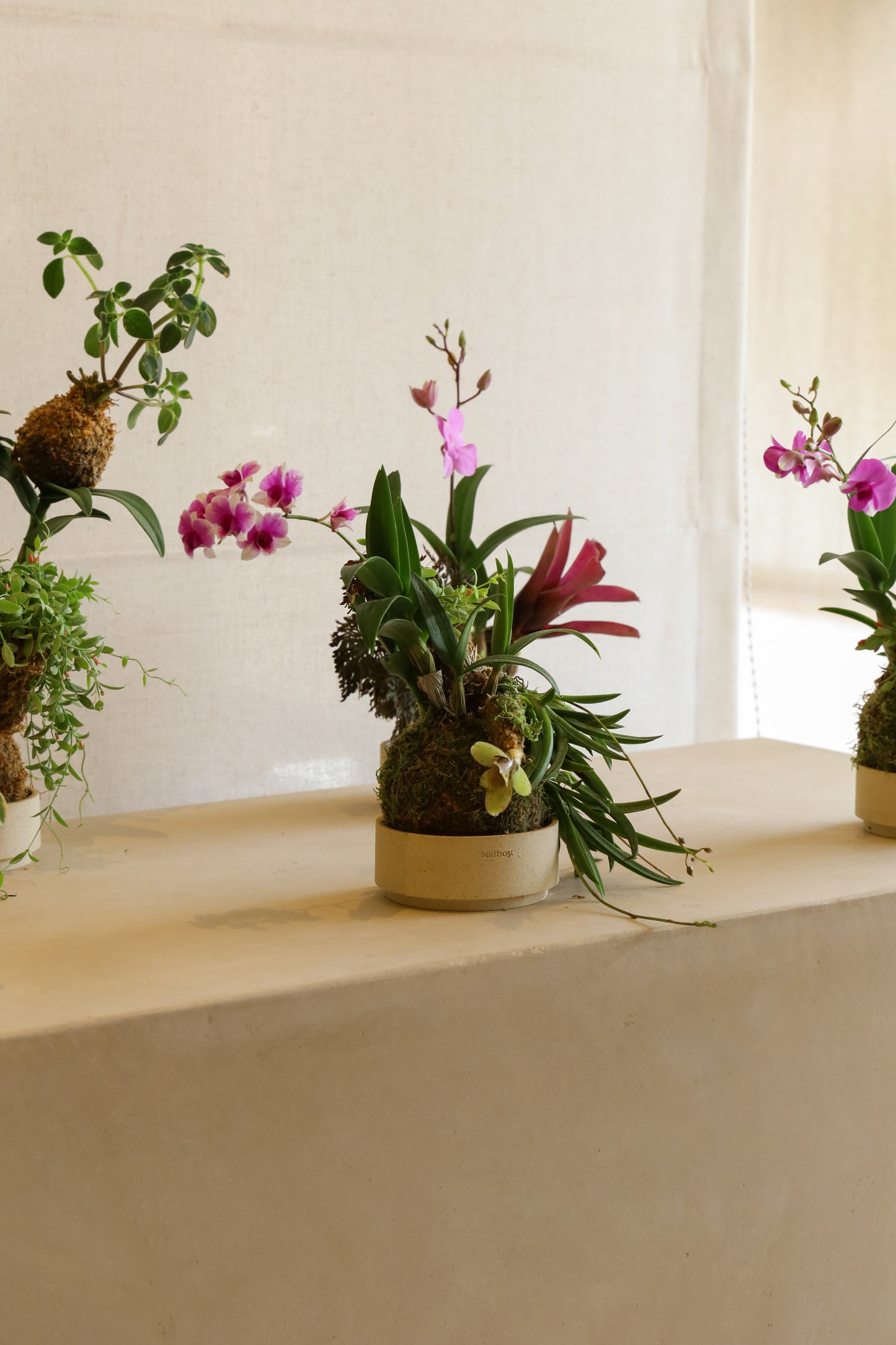 Kokedama Workshop With JiaHao Peng